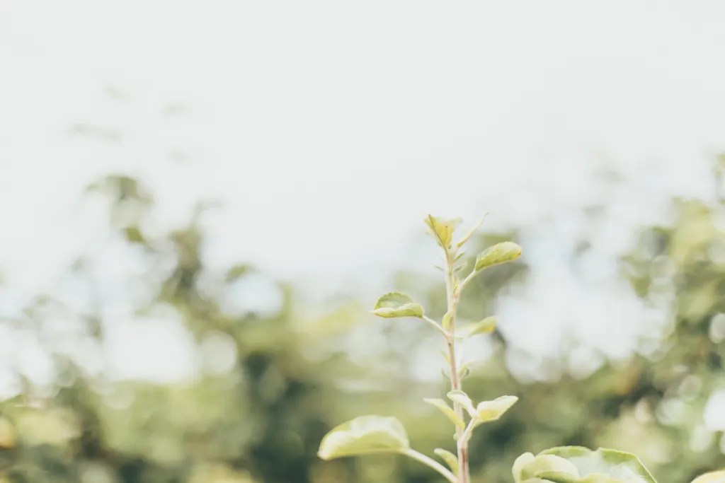 Somewhere, Next Fall