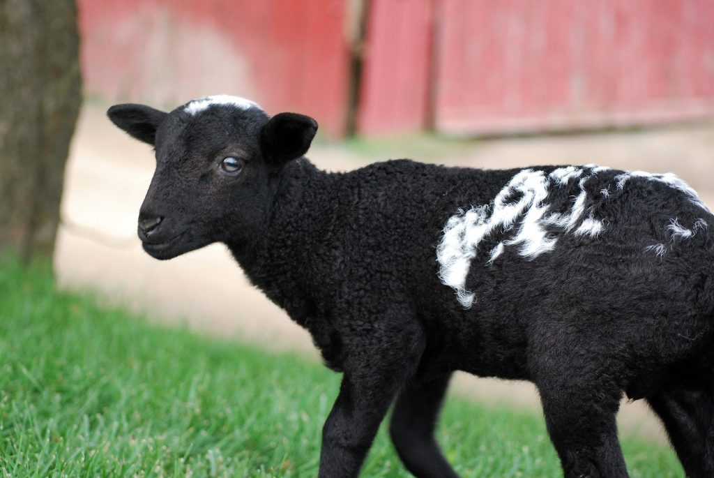 From Bummer Lamb to Beloved&nbsp;Lamb