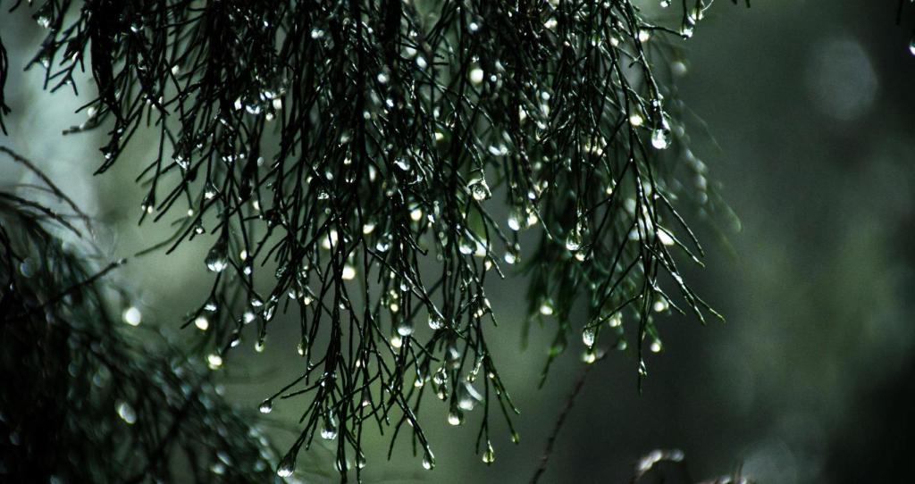 It Looks Like&nbsp;Rain